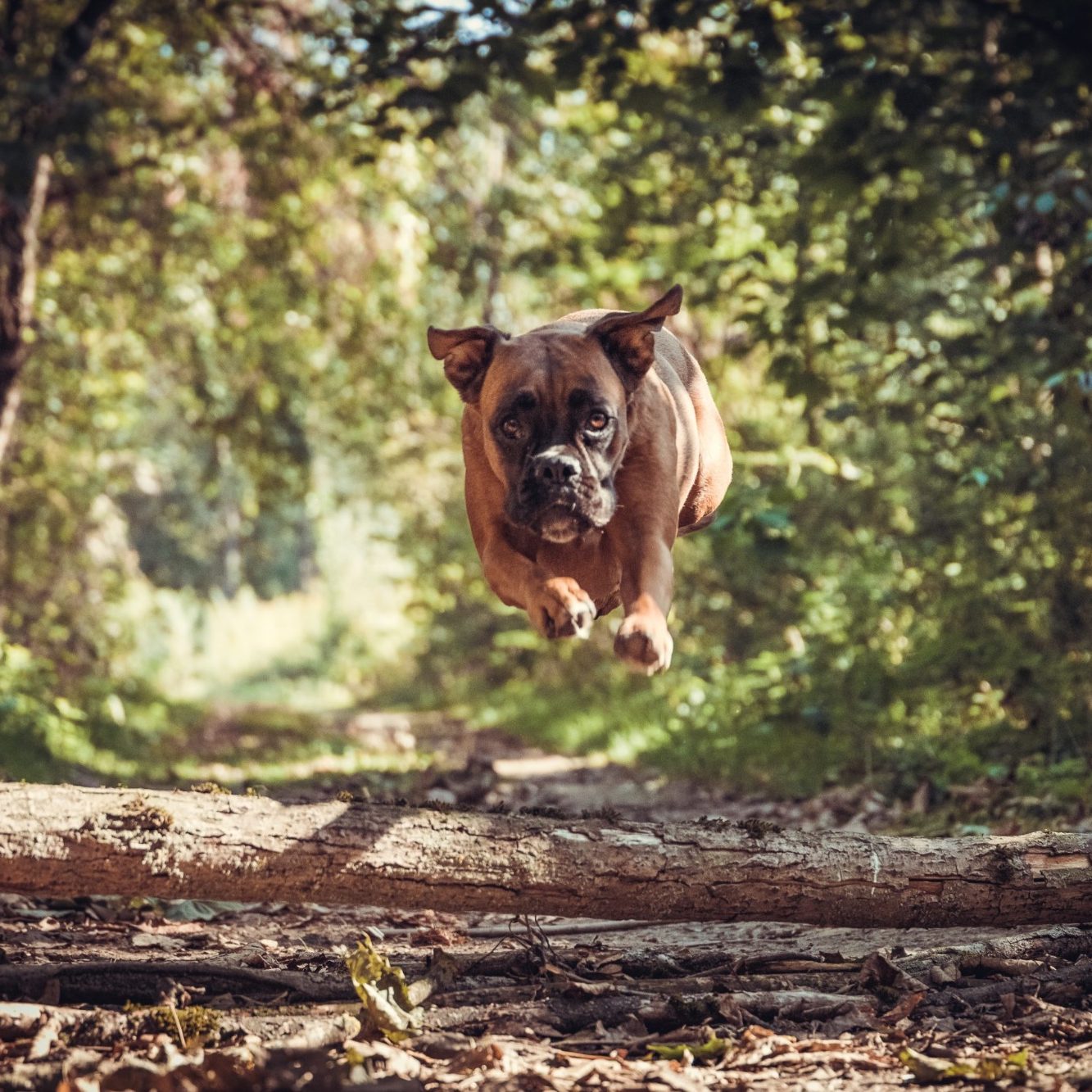 Animal Shooting Krefeld Ein Hund springt fröhlich über einen Baumstamm im Wald.