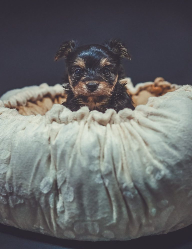 Fotoshooting Adler Photographie Krefeld Ein kleiner Hund sitzt in einem runden, gepolsterten Fußsack.