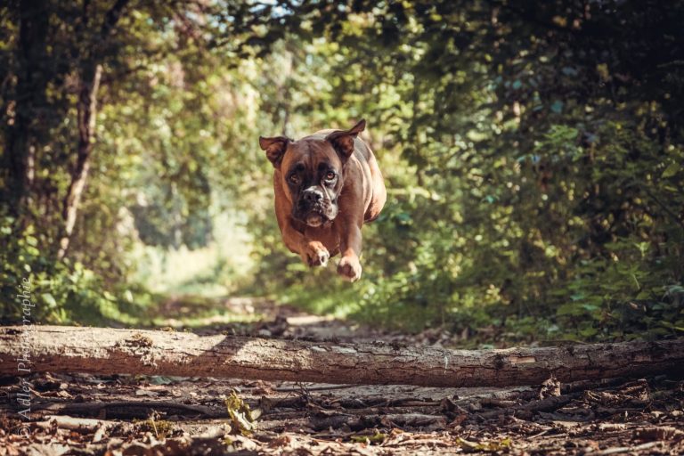 Ein brauner Hund springt über einen Baumstamm in einem sonnigen Wald.