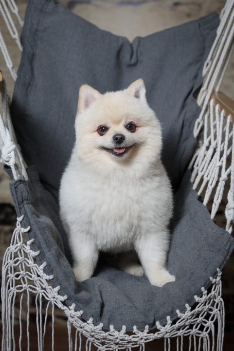 Ein weißer Pomeranian sitzt auf einem grauen Kissen in einem Hängesessel.